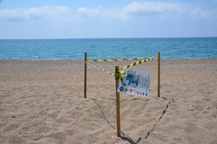 Antalya'da deniz yerine caddeye yönelen caretta carettalar telef oldu G2