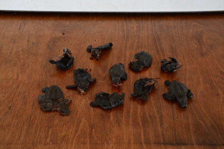 Antalya'da deniz yerine caddeye yönelen caretta carettalar telef oldu G5