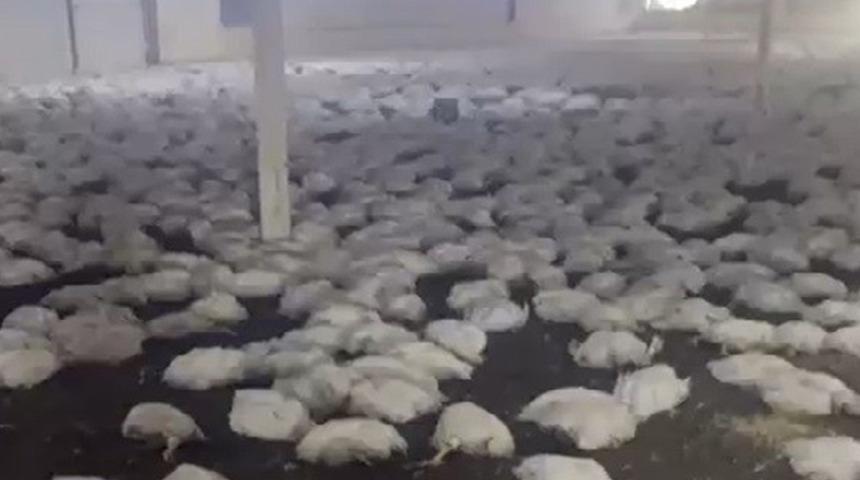 20 bin tavuk telef oldu! Toplu olarak toprağa gömüldüler...