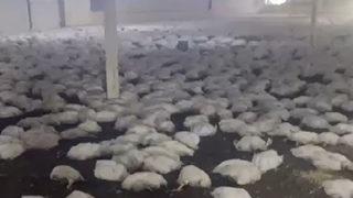 20 bin tavuk telef oldu! Toplu olarak toprağa gömüldüler...