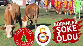 Görenler şaşkına döndü! Ümraniyespor Galatasaray maçında oyunculardan önce inekler sahaya girdi