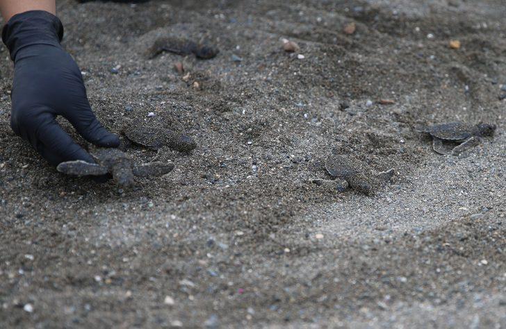 Hatay'da yumurtalarından çıkan kaplumbağa yavruları denizle buluştu G5