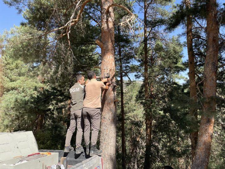 Kars'ta ormanlar yapay zeka fotokapanlarla korunuyor G1