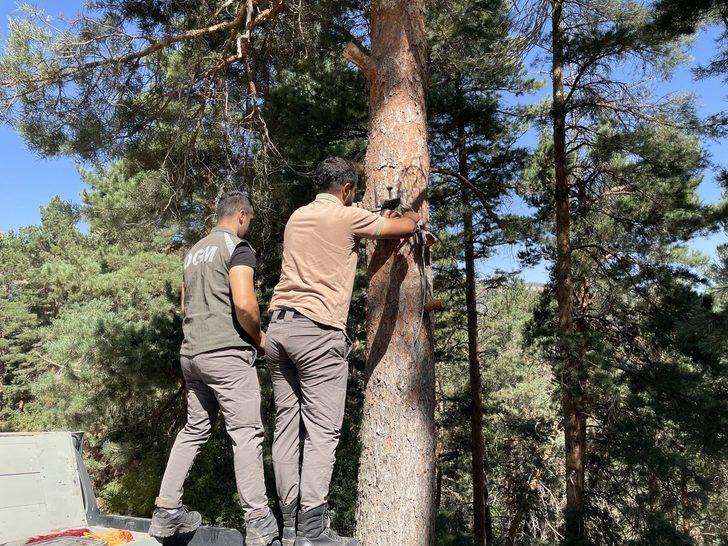 Kars'ta ormanlar yapay zeka fotokapanlarla korunuyor G3