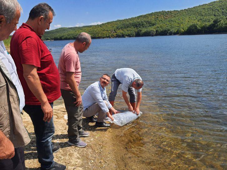 Boyabat'ta baraj ve göletlere 94 bin sazan yavrusu bırakıldı G1