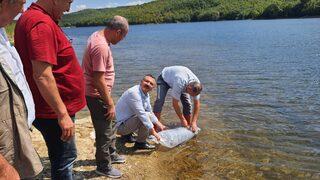 Boyabat'ta baraj ve göletlere 94 bin sazan yavrusu bırakıldı