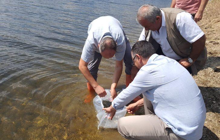 Boyabat'ta baraj ve göletlere 94 bin sazan yavrusu bırakıldı G3
