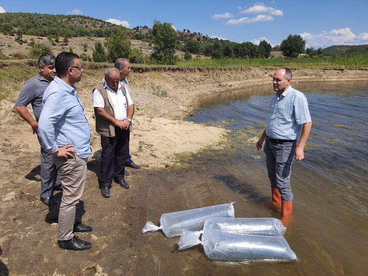 Boyabat'ta baraj ve göletlere 94 bin sazan yavrusu bırakıldı G4