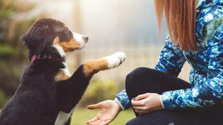 Havrita nedir? Havrita ne demek? Neden kapatılması isteniyor?