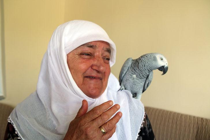 Sivas'ta 3 gün önce kaybolan papağanları "Sultan"a kavuşan çift mutluluk yaşadı G1