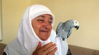Sivas'ta 3 gün önce kaybolan papağanları Sultana kavuşan çift mutluluk yaşadı