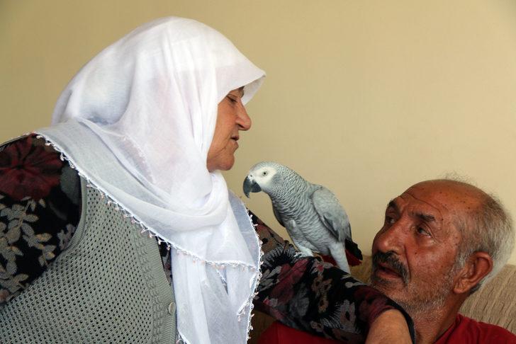 Sivas'ta 3 gün önce kaybolan papağanları "Sultan"a kavuşan çift mutluluk yaşadı G4