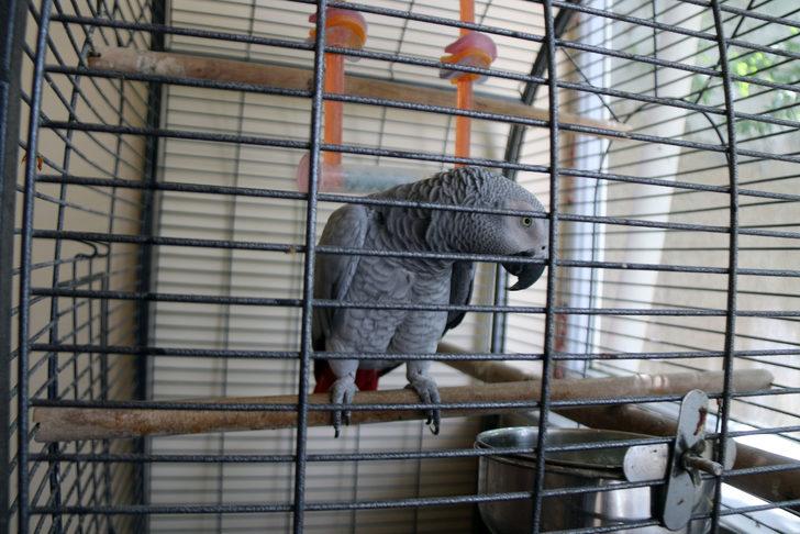 Sivas'ta 3 gün önce kaybolan papağanları "Sultan"a kavuşan çift mutluluk yaşadı G5