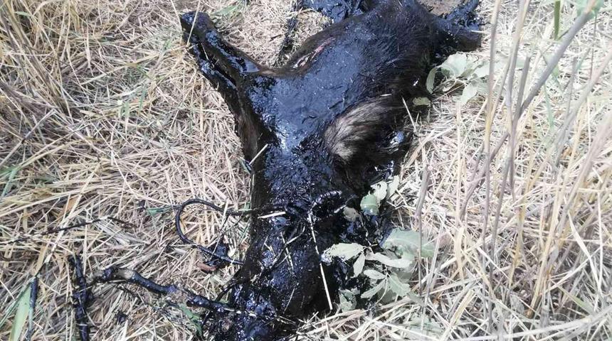 Çobanlar durumu fark etti... Bu halde telef oldu!