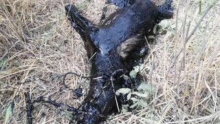 Çobanlar durumu fark etti... Bu halde telef oldu!