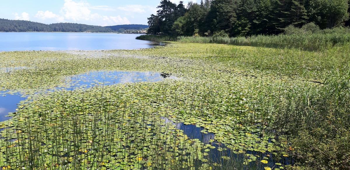 Bolu'da nil&uuml;fer &ccedil;i&ccedil;eği koparana 109 bin lira ceza kesilecek