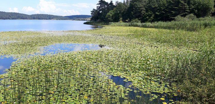 Bolu'da nilüfer çiçeği koparana 109 bin lira ceza kesilecek G1