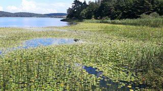 Bolu'da nilüfer çiçeği koparana 109 bin lira ceza kesilecek