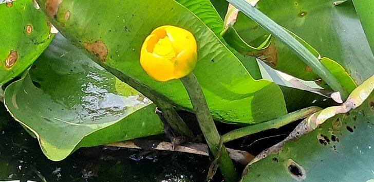 Bolu'da nilüfer çiçeği koparana 109 bin lira ceza kesilecek G2