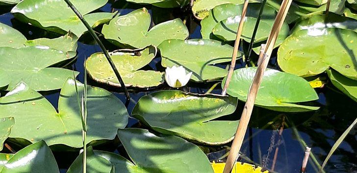 Bolu'da nilüfer çiçeği koparana 109 bin lira ceza kesilecek G3