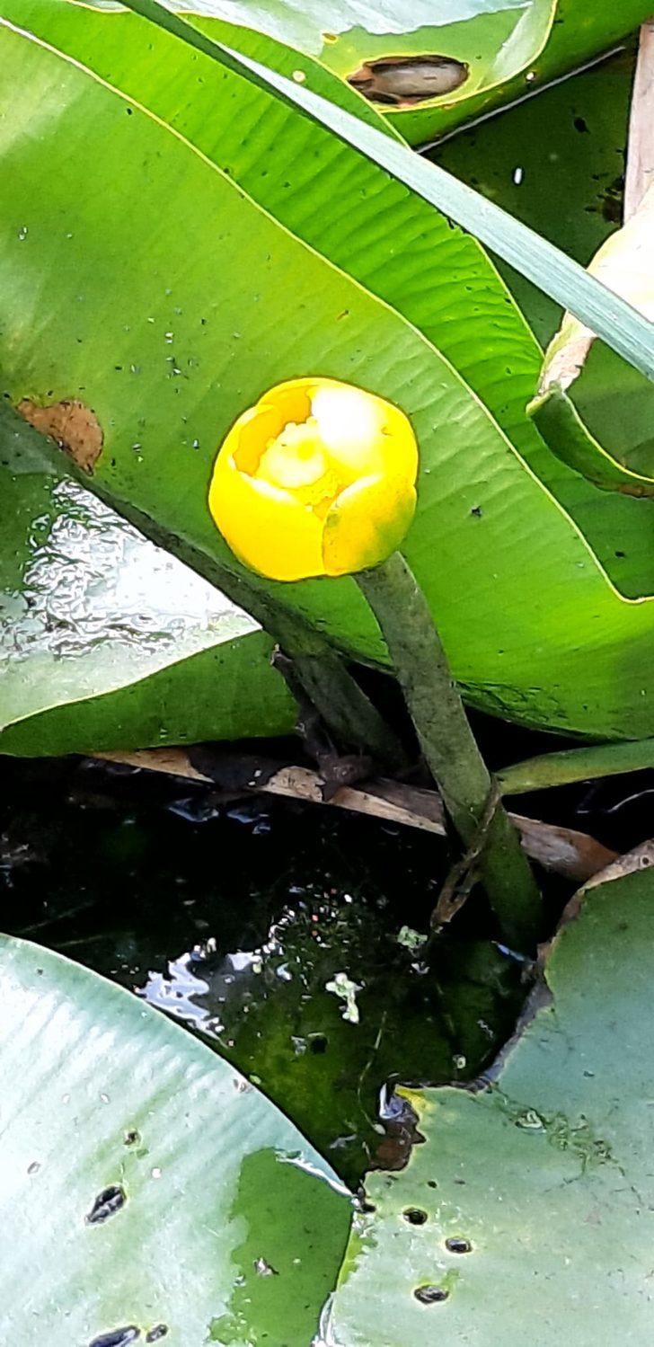 Bolu'da nilüfer çiçeği koparana 109 bin lira ceza kesilecek G4