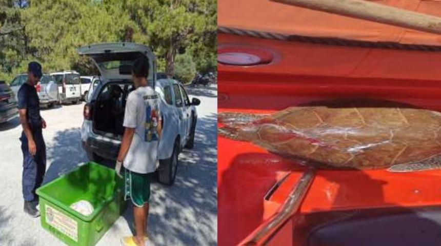 Muğla'da bitkin halde bulunan deniz kaplumbağası tedaviye alındı