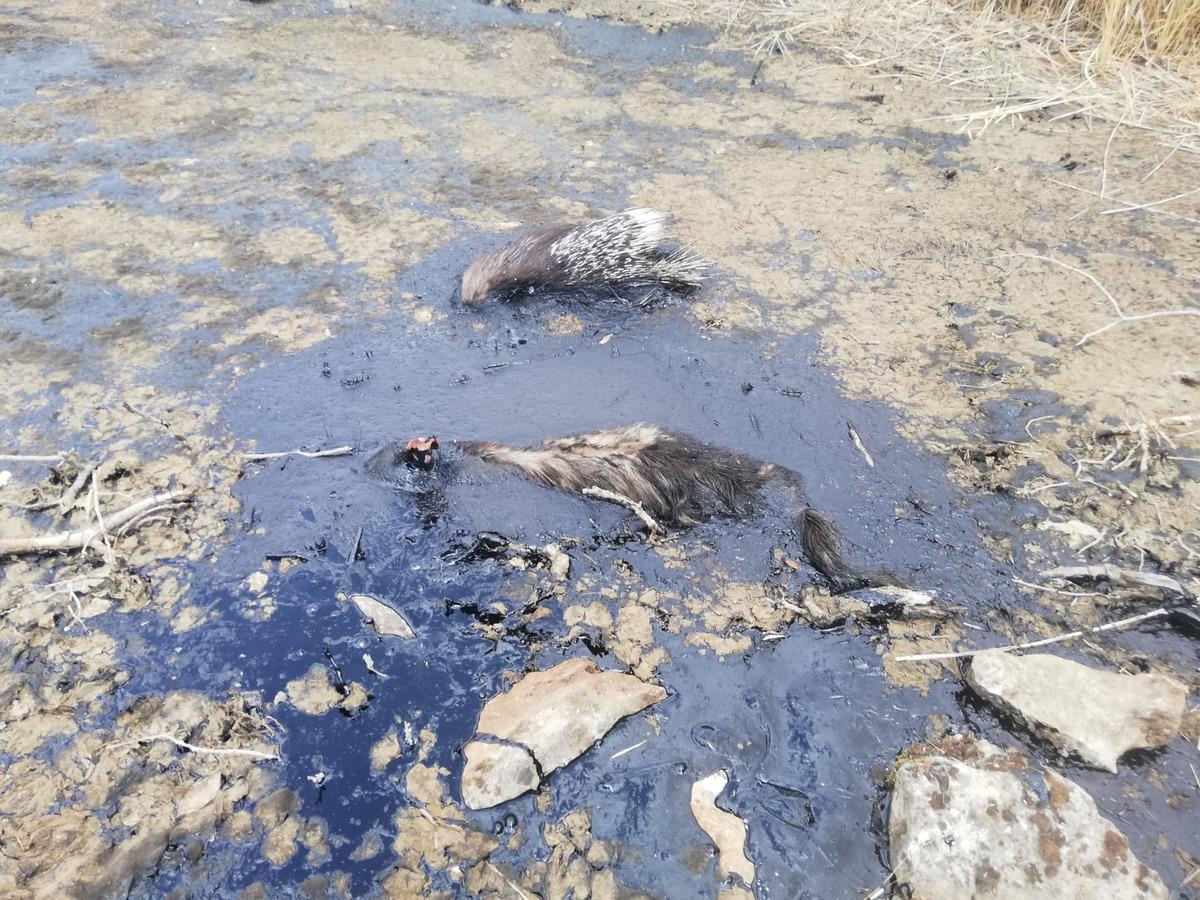 Batman'da bataklığa saplanan &ccedil;izgili sırtlan telef oldu