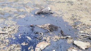 Batman'da bataklığa saplanan çizgili sırtlan telef oldu