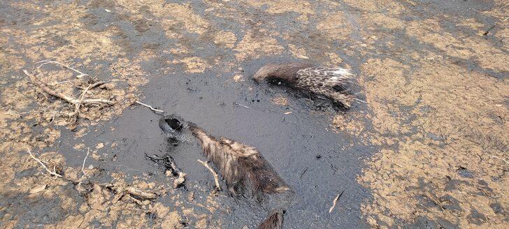 Batman'da bataklığa saplanan çizgili sırtlan telef oldu G2