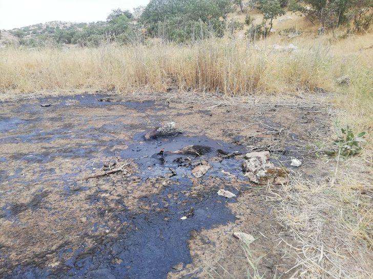 Batman'da bataklığa saplanan çizgili sırtlan telef oldu G3