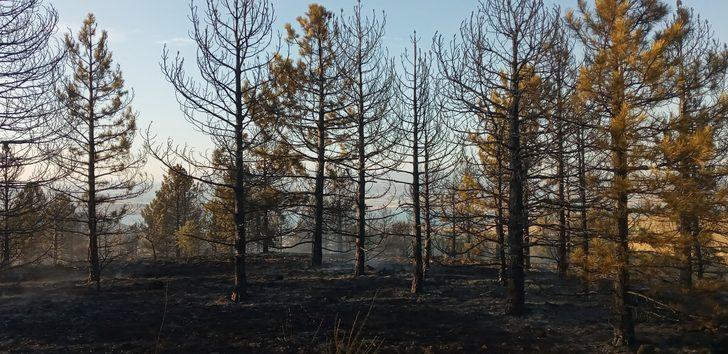 Elazığ'da çıkan orman yangını söndürüldü G5