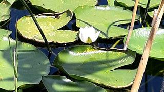 Aman dikkat... Bu çiçeği koparmanın cezası 109 bin lira!