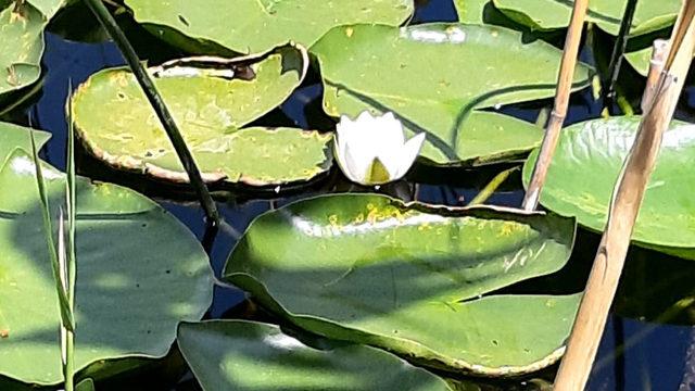 Aman dikkat... Bu çiçeği koparmanın cezası 109 bin lira!