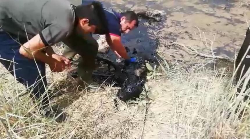 Nesli tükenme tehlikesi altında olan çizgili sırtlan, Batman'da petrol atığına bulandı! Ekipler kalp masajı ama kurtaramadılar