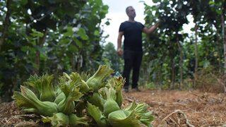 2 sene sonra 3 katı olacak: Fındık üreticisinin uyguladığı yöntem herkese örnek oluyor