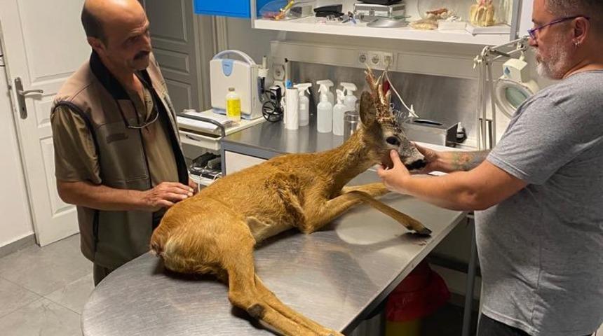 Manisa'da yol kenarında bulunan karaca koruma altına alındı