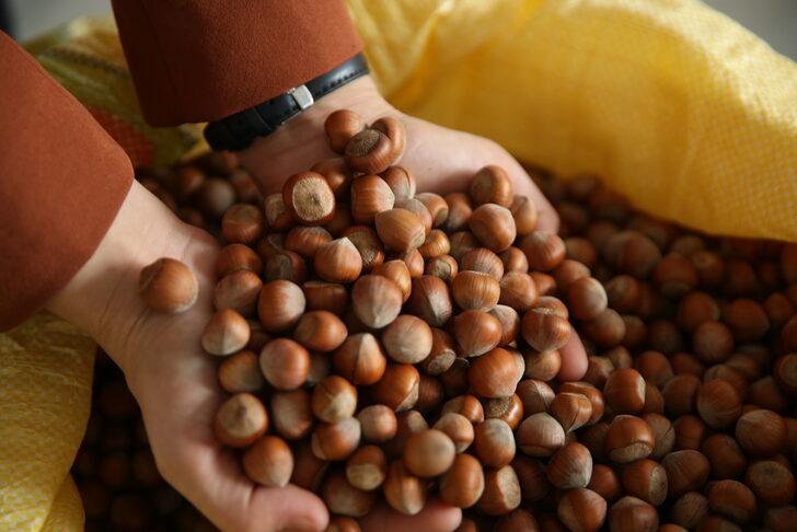 TMO fındık alımlarına başladı G1