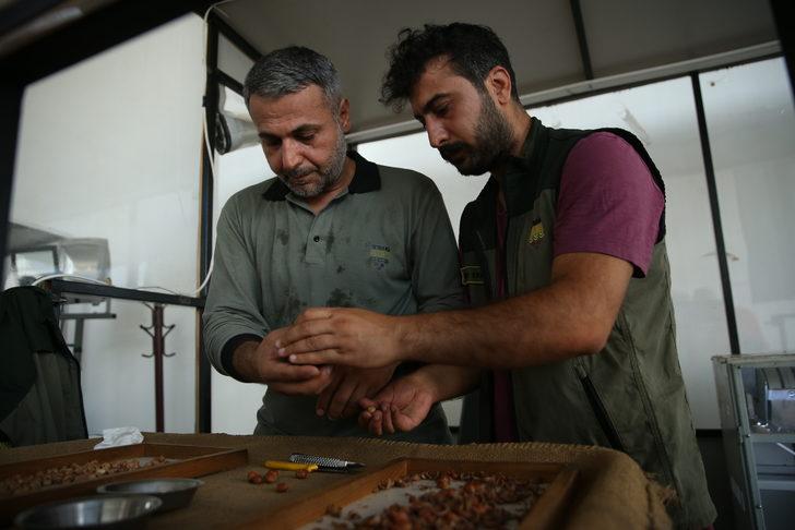 TMO fındık alımlarına başladı G2