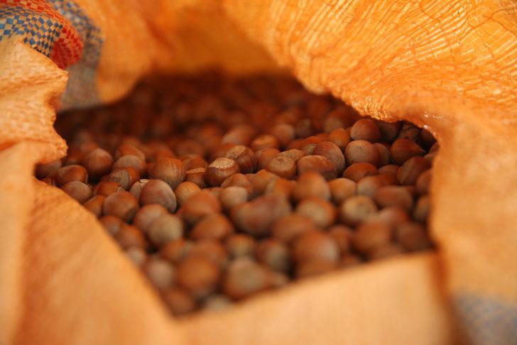 TMO fındık alımlarına başladı G3