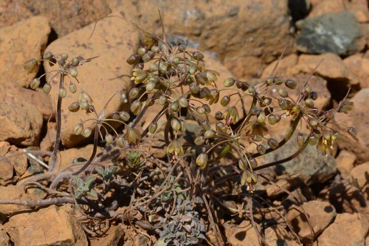 Her şey bir bitkiye rastlamasıyla başladı... Muğla'da yeni bir yabani soğan türü keşfedildi: "Muğla Soğanı" G1