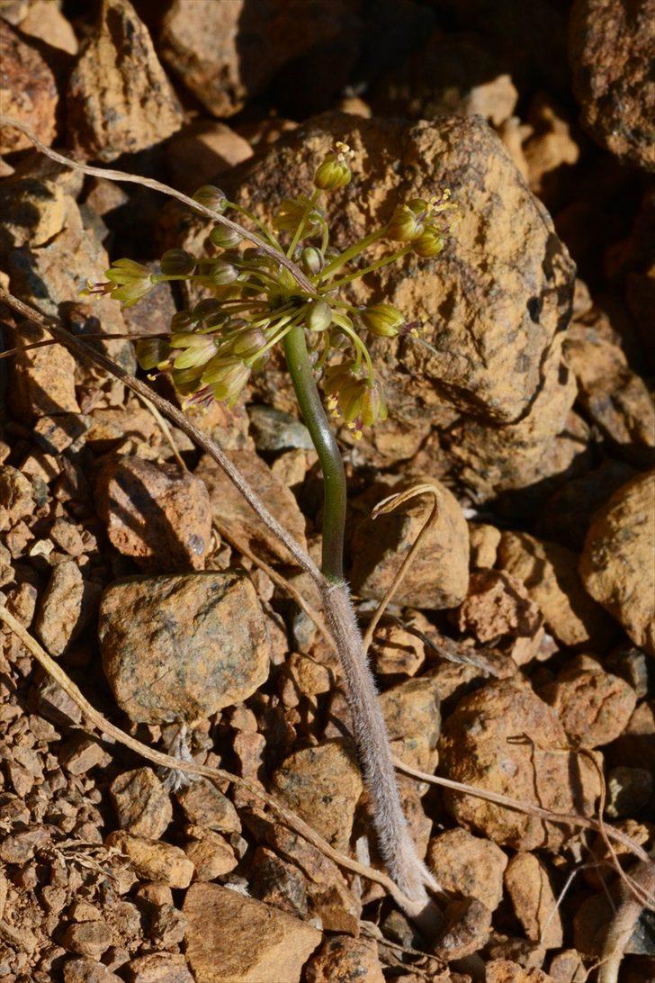 Her şey bir bitkiye rastlamasıyla başladı... Muğla'da yeni bir yabani soğan türü keşfedildi: "Muğla Soğanı" G2