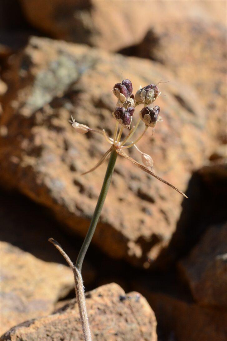 Her şey bir bitkiye rastlamasıyla başladı... Muğla'da yeni bir yabani soğan türü keşfedildi: "Muğla Soğanı" G3