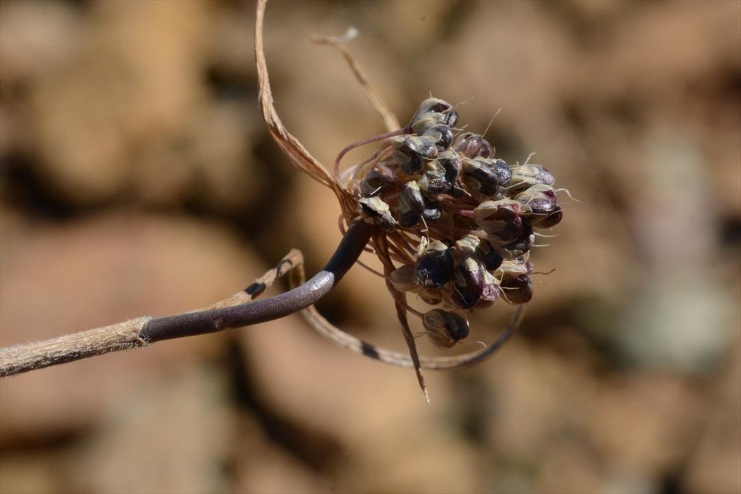 Her şey bir bitkiye rastlamasıyla başladı... Muğla'da yeni bir yabani soğan t&uuml;r&uuml; keşfedildi: "Muğla Soğanı"