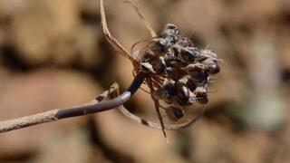 Her şey bir bitkiye rastlamasıyla başladı... Muğla'da yeni bir yabani soğan türü keşfedildi: Muğla Soğanı