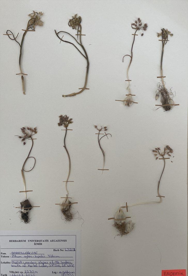 Her şey bir bitkiye rastlamasıyla başladı... Muğla'da yeni bir yabani soğan türü keşfedildi: "Muğla Soğanı" G4