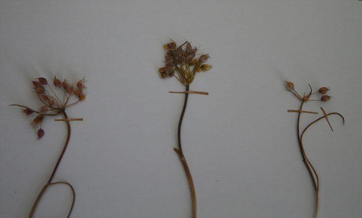 Her şey bir bitkiye rastlamasıyla başladı... Muğla'da yeni bir yabani soğan türü keşfedildi: "Muğla Soğanı" G5