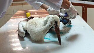 Osmaniye'de yaralanan 2 leylek tedaviye alındı