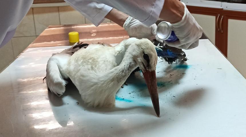 Osmaniye'de yaralanan 2 leylek tedaviye alındı