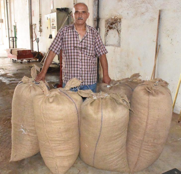 TMO, Giresun'da fındık alımlarına başladı G1