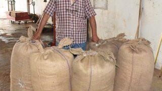 TMO, Giresun'da fındık alımlarına başladı